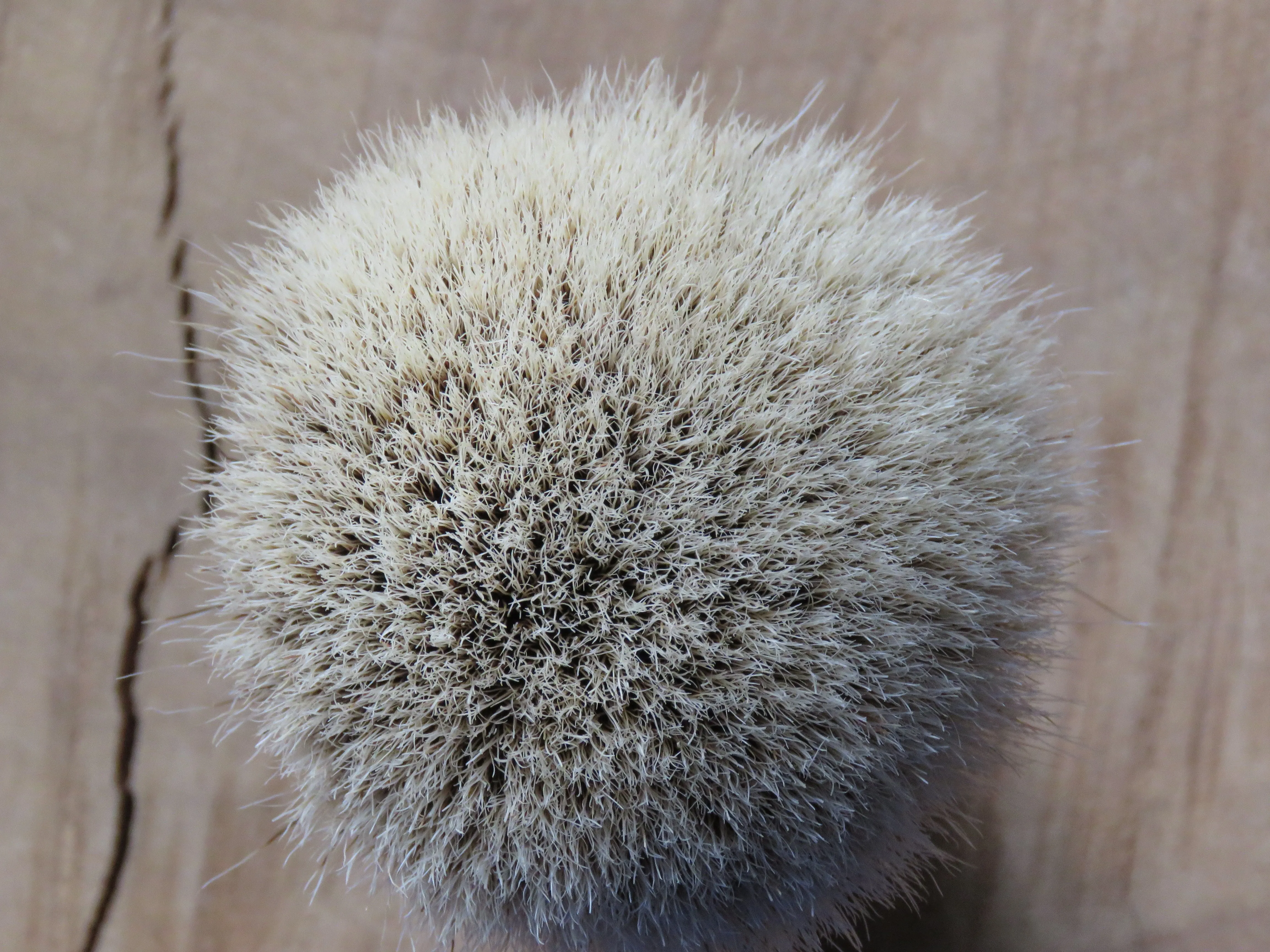 African Black Brush 27 (ABB27)