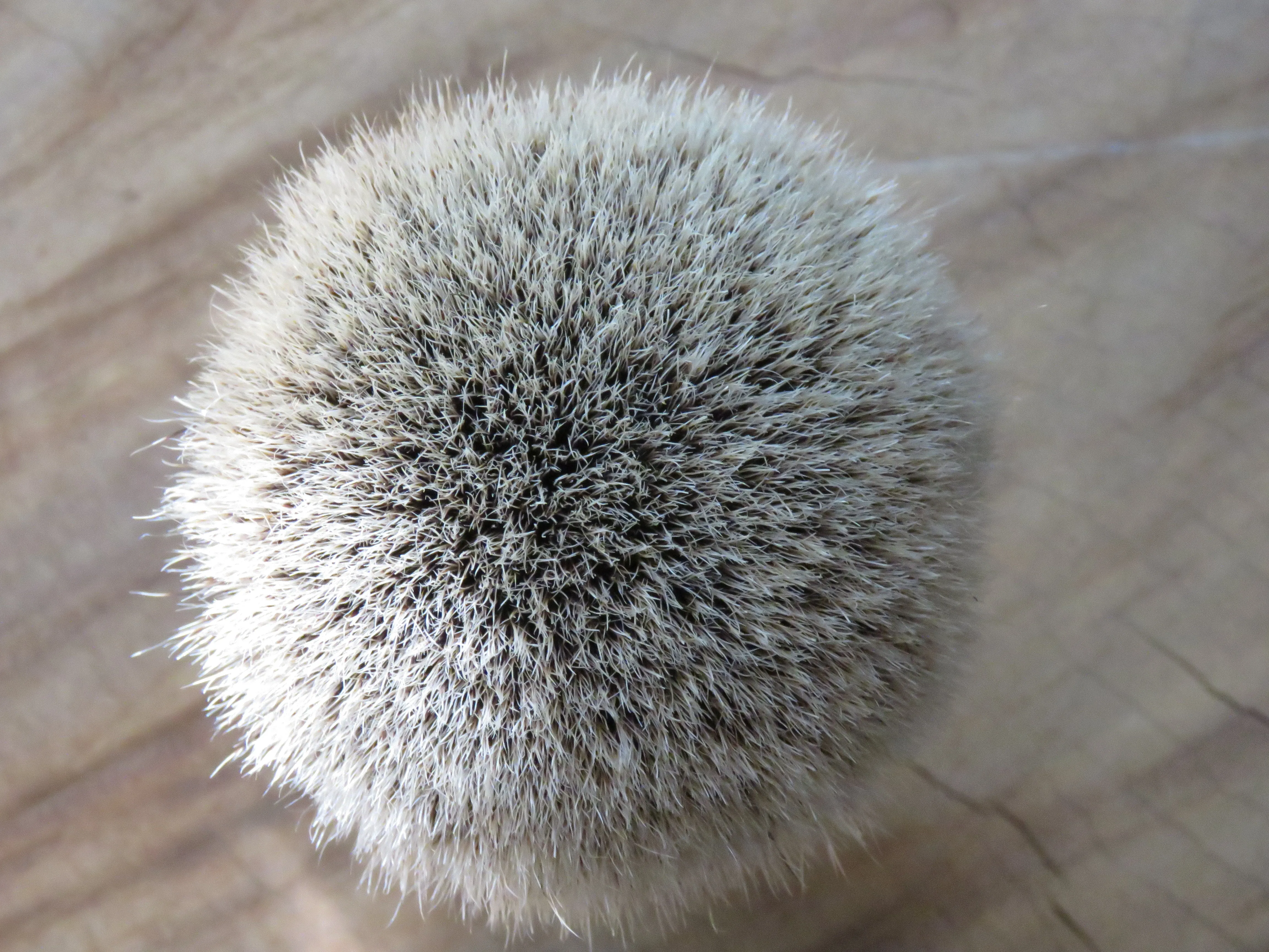 African Black Brush  (ABB84)