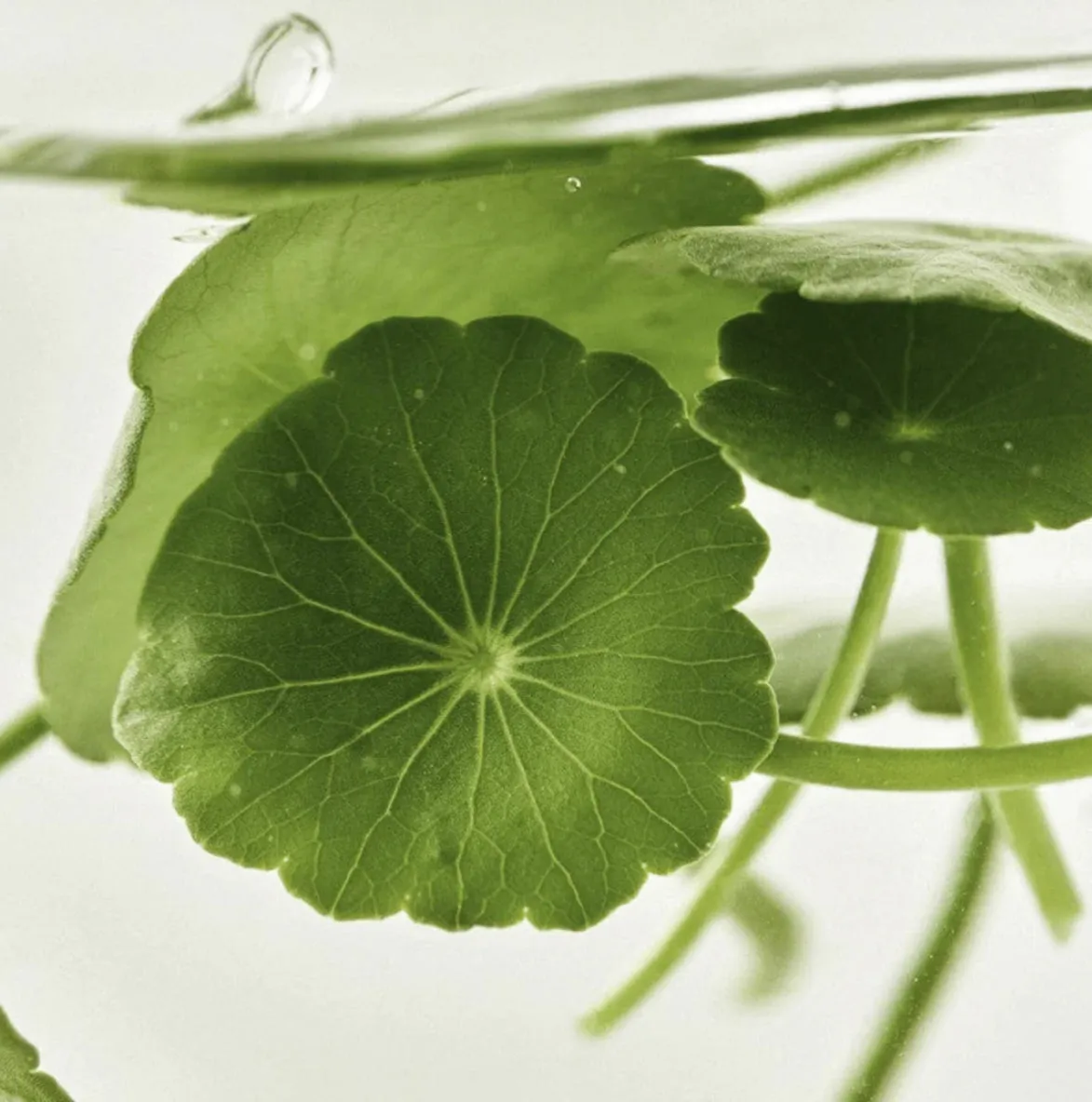 BEAUTY OF JOSEON light on serum centella   vita c سيروم الفيتامين سي من بيوتي اوف جوسيون