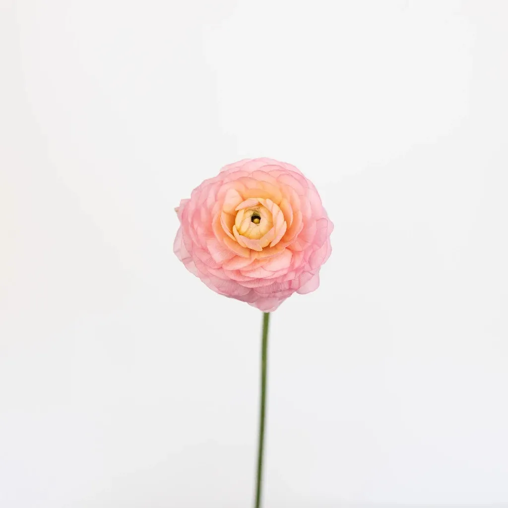 Pink Peach Ranunculus Flowers